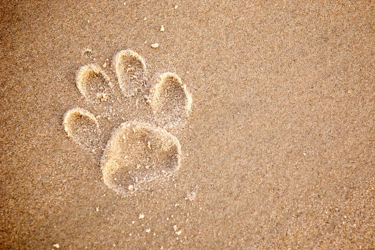 An image of a paw print in the sand