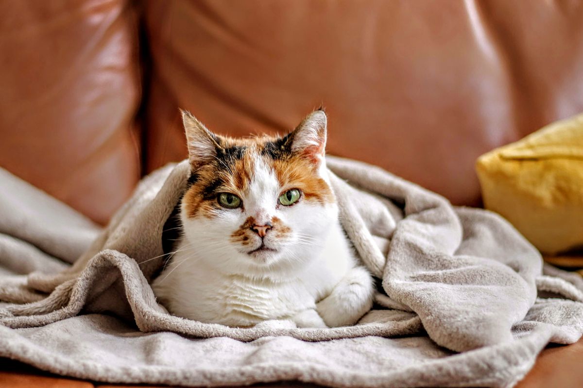 An image of a cat under a blanket
