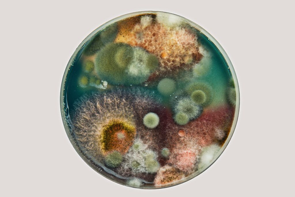 Petri dish of mold