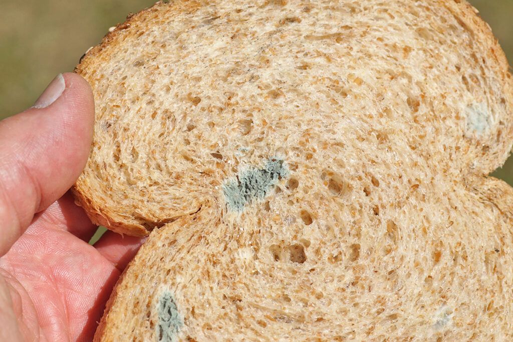 Moldy bread