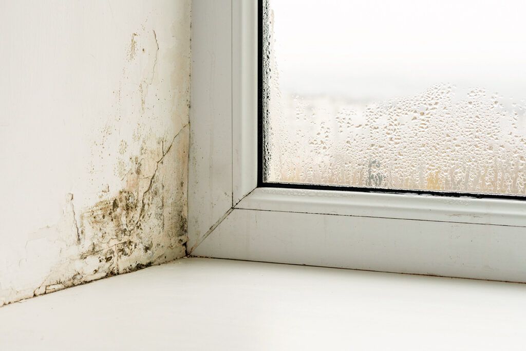 Mold on a wall