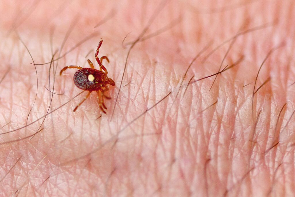Lone Star tick on skin
