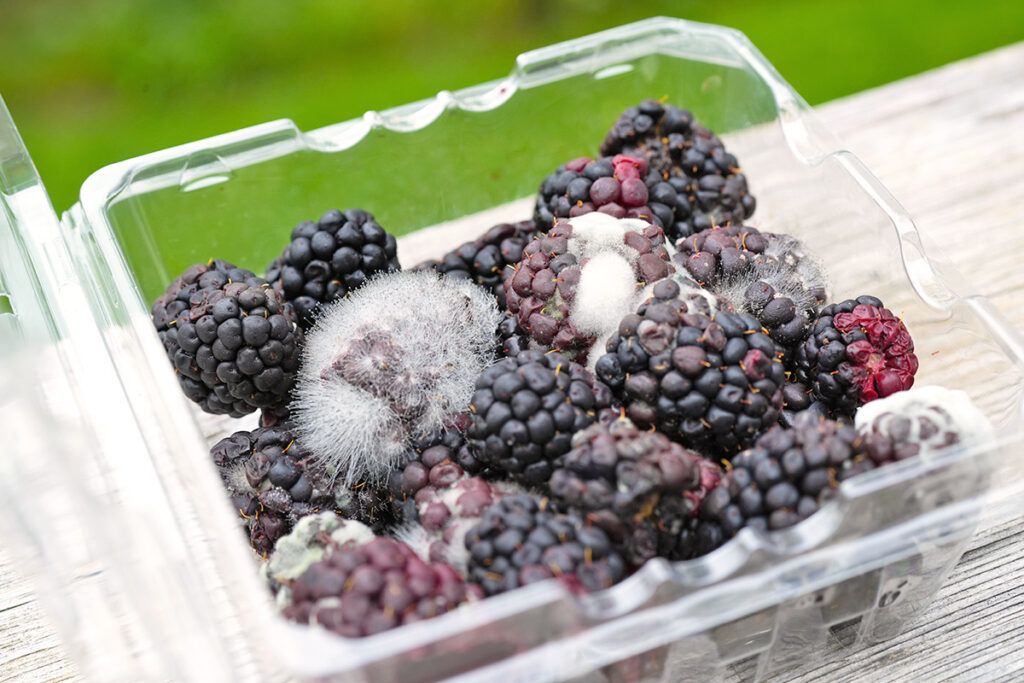 Moldy blackberries