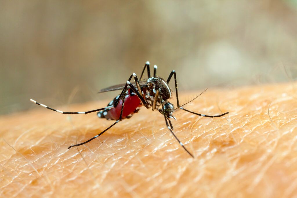 Asian tiger mosquito