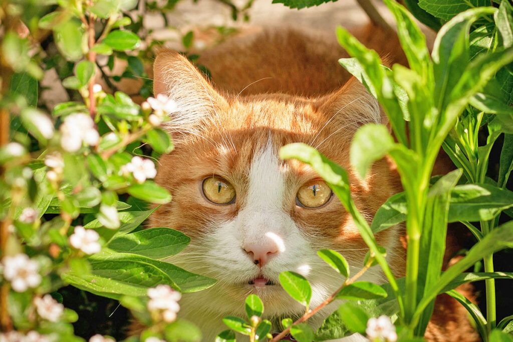 Cat in garden