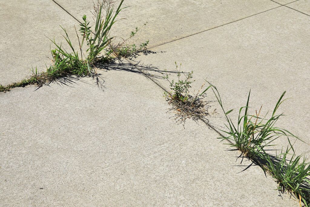 Weeds in pavement