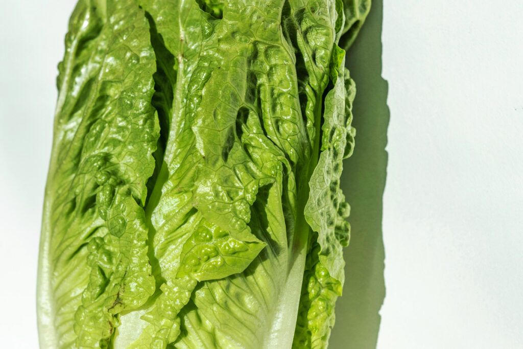Close-up of lettuce