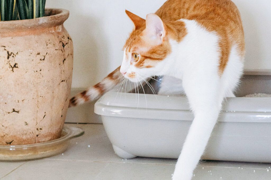 Cat in a litter box