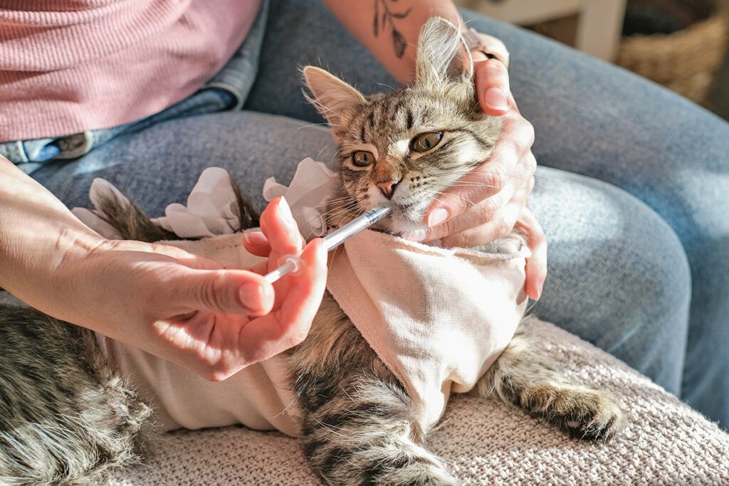 Cat being given medicine