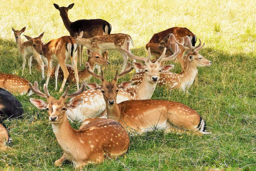 Deer in the grass