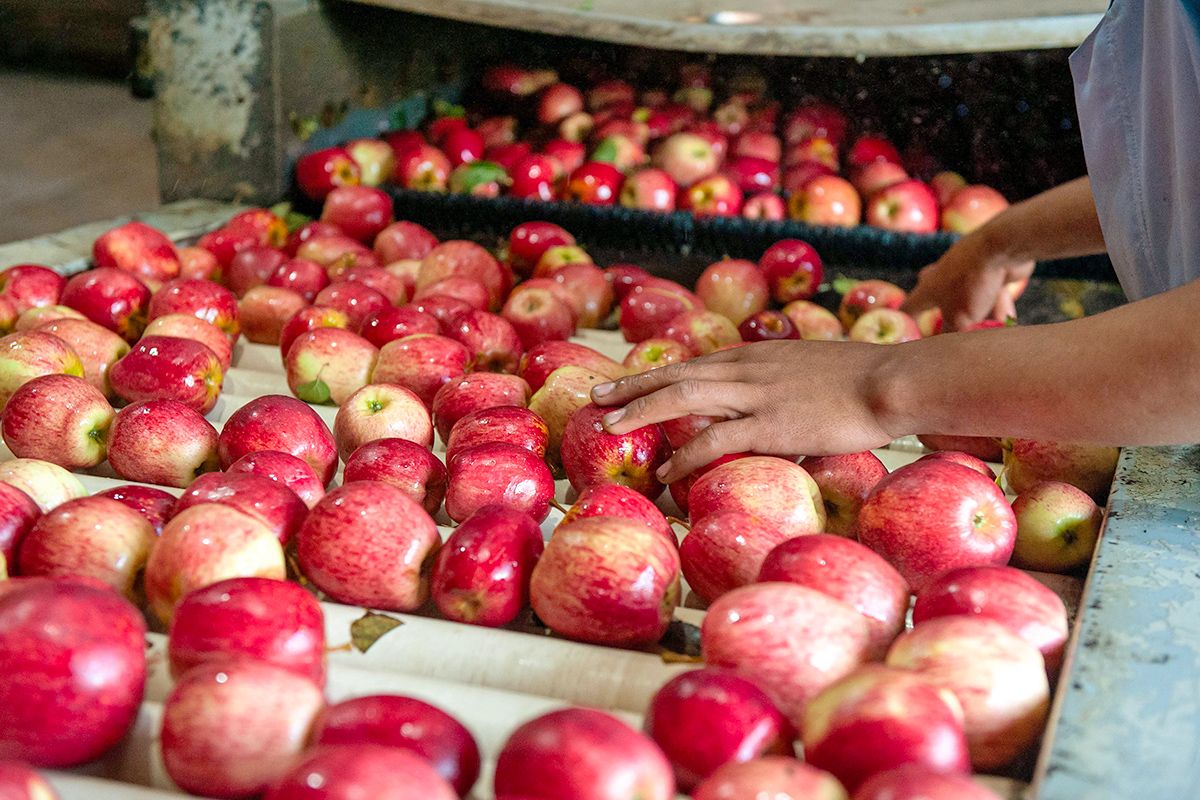 Hands on apples