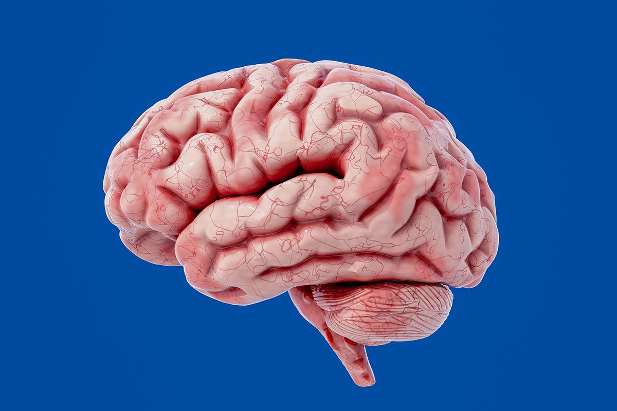 Brain on a blue background