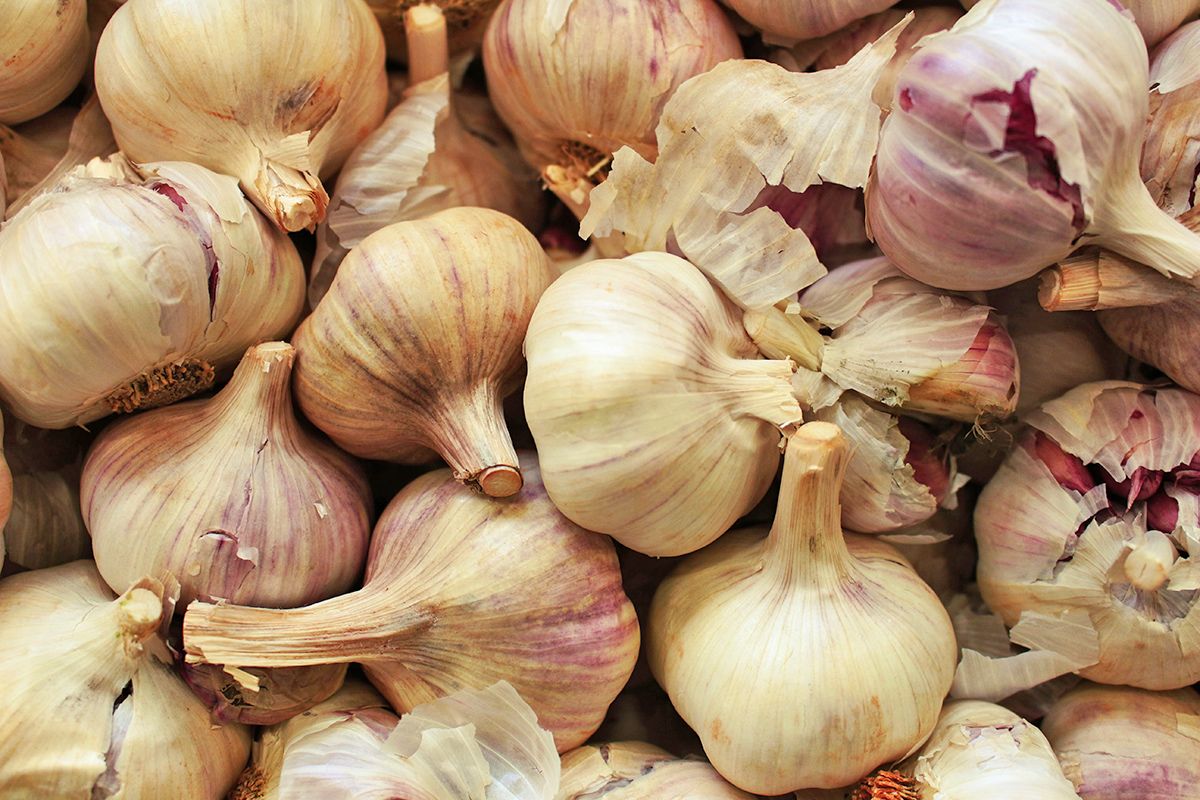 Bulbs of garlic