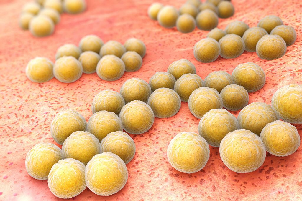 Illustration of Staphylococcus Aureus bacteria