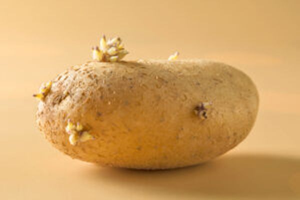 Potato with sprouts