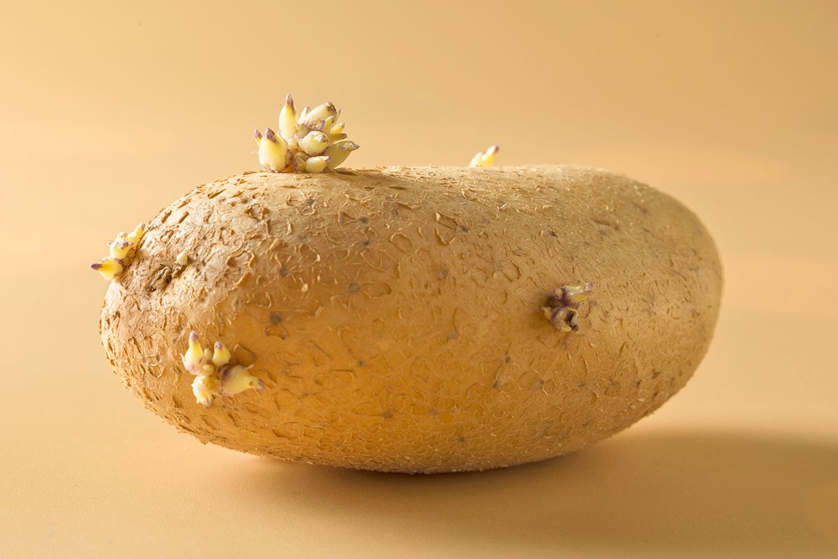 Potato with sprouts