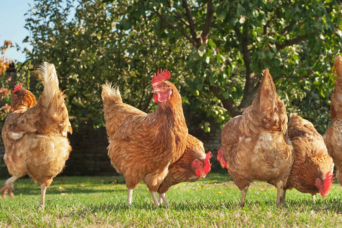 Chickens