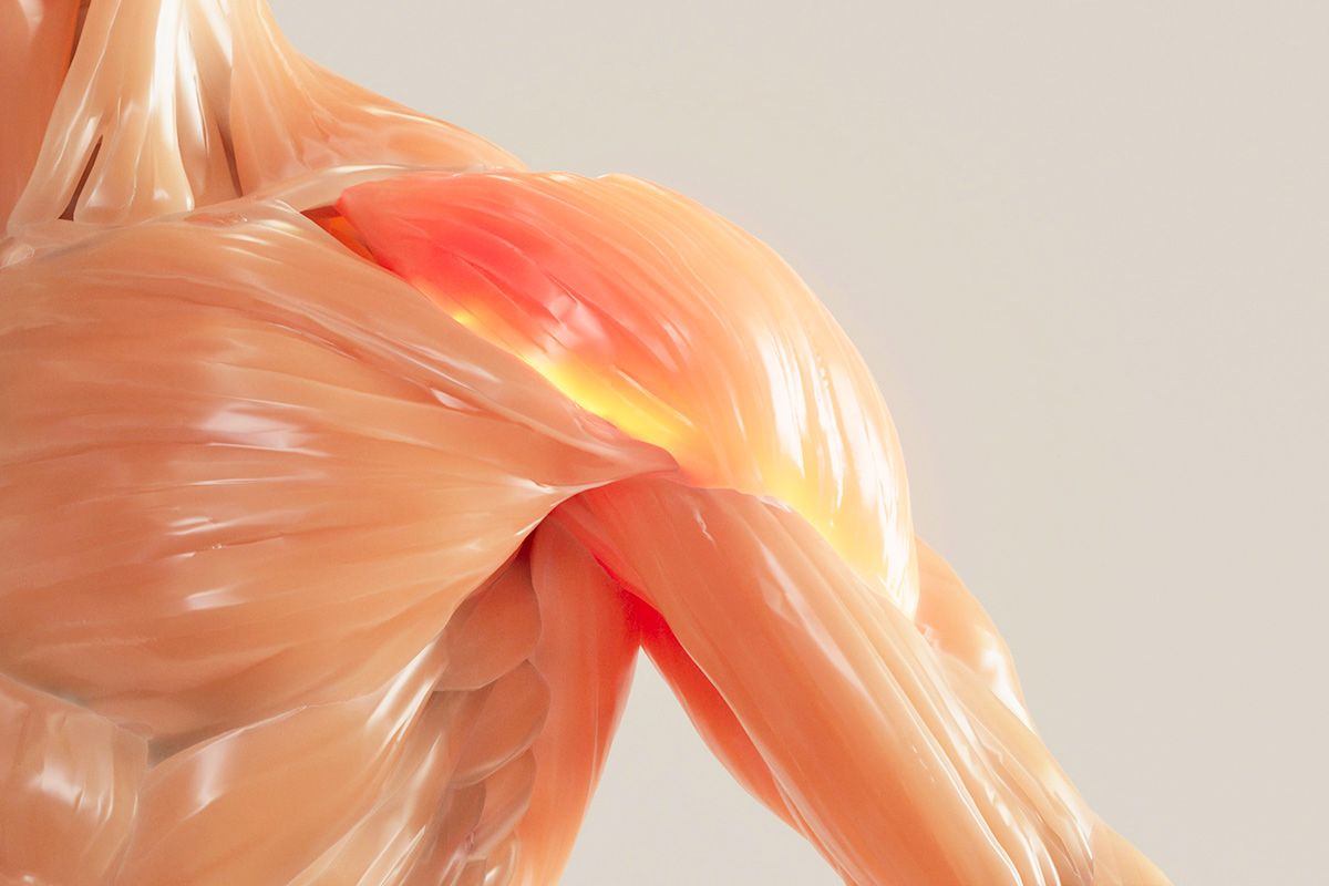 Model of muscles