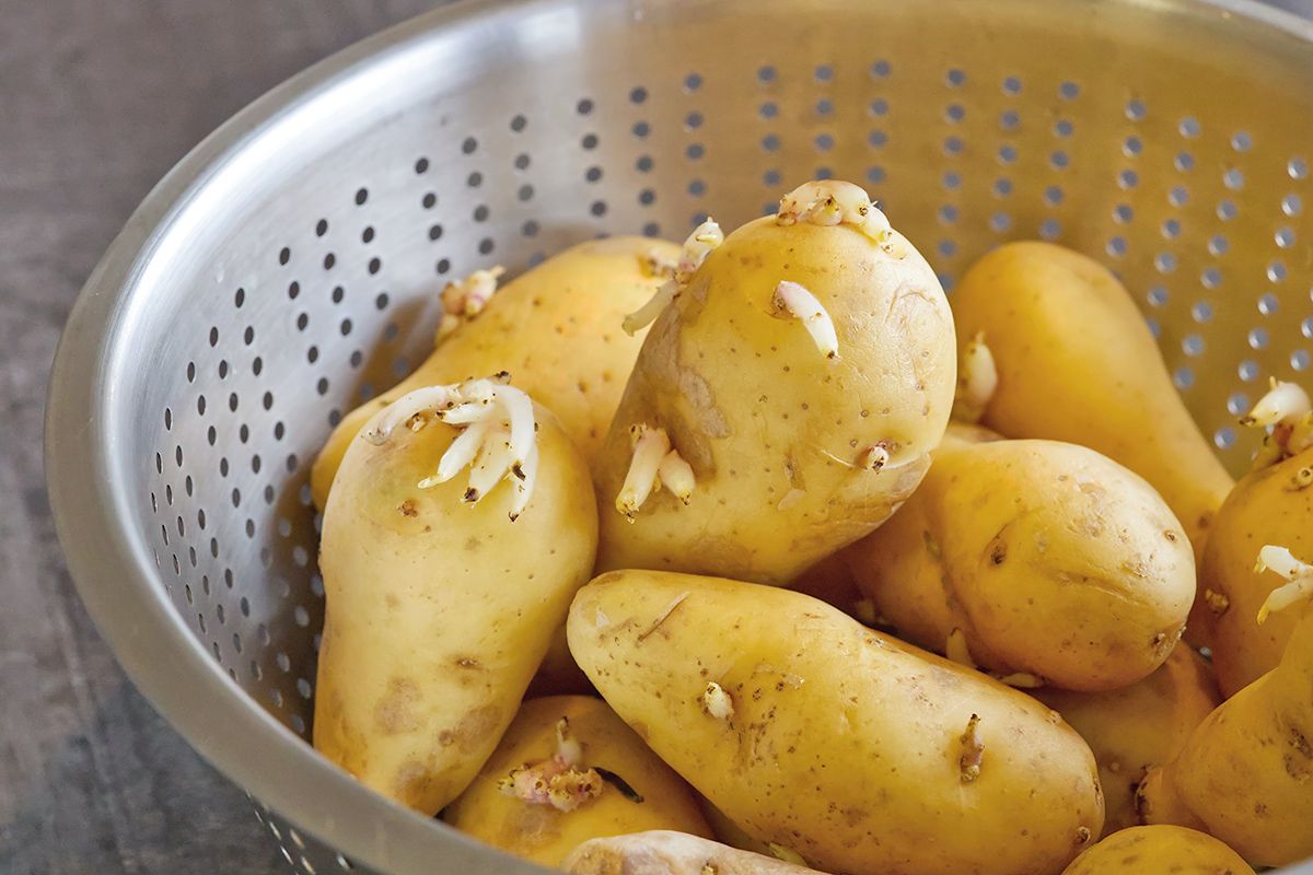 Potatoes with sprouts in a collander