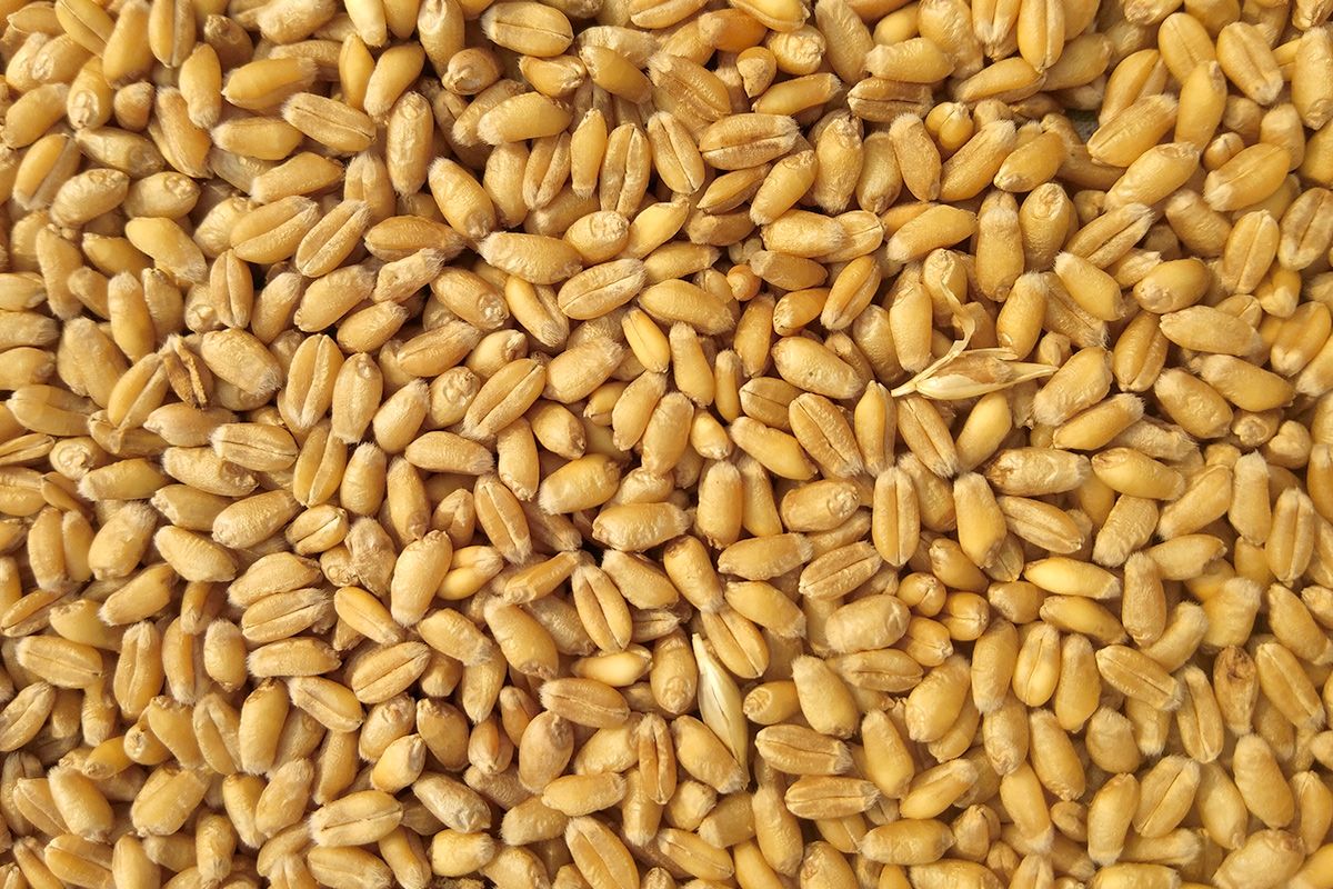 Grains